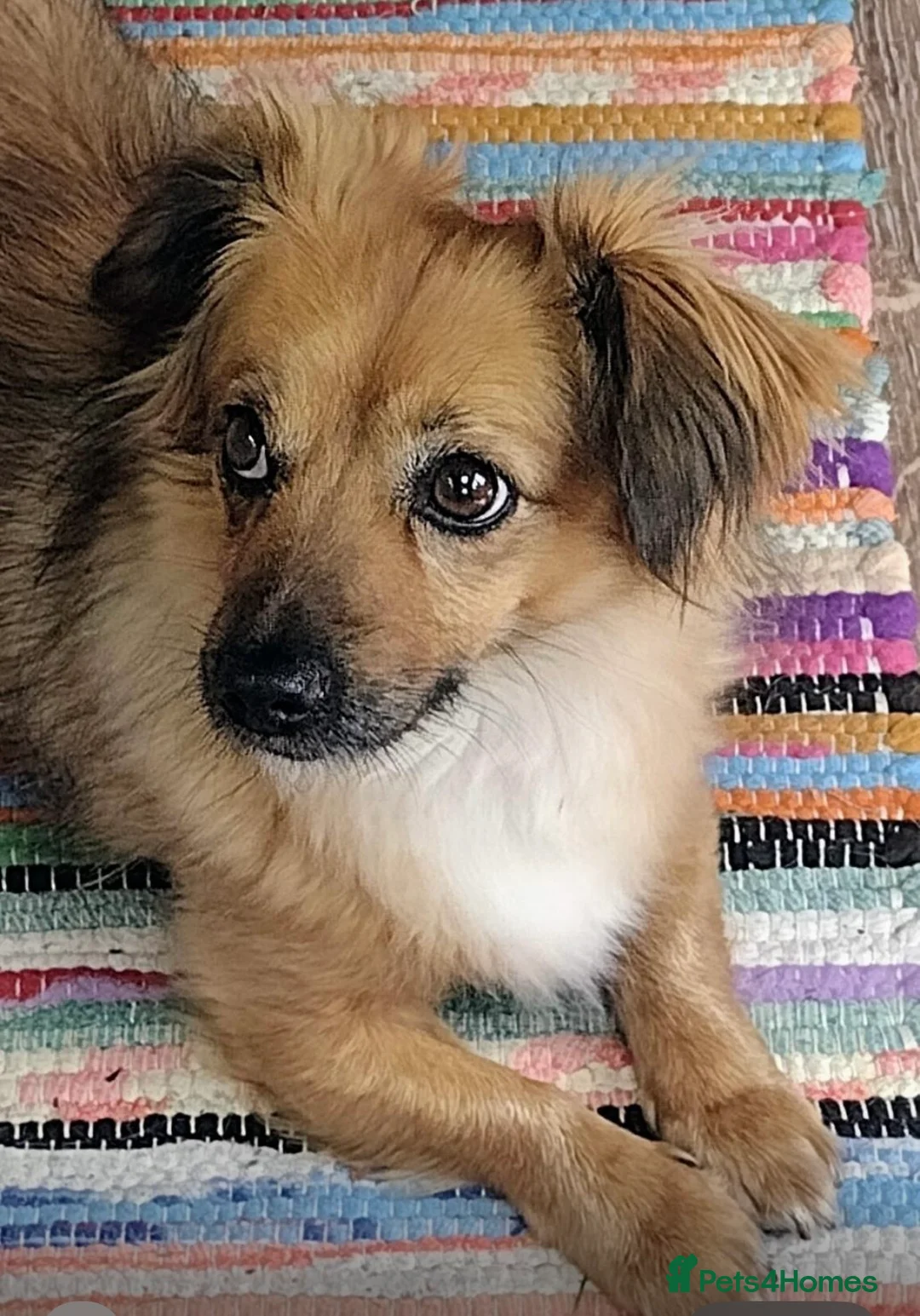 Mixed Breed dogs for adoption: Little Amber is waiting patiently for her new home - Advert 1