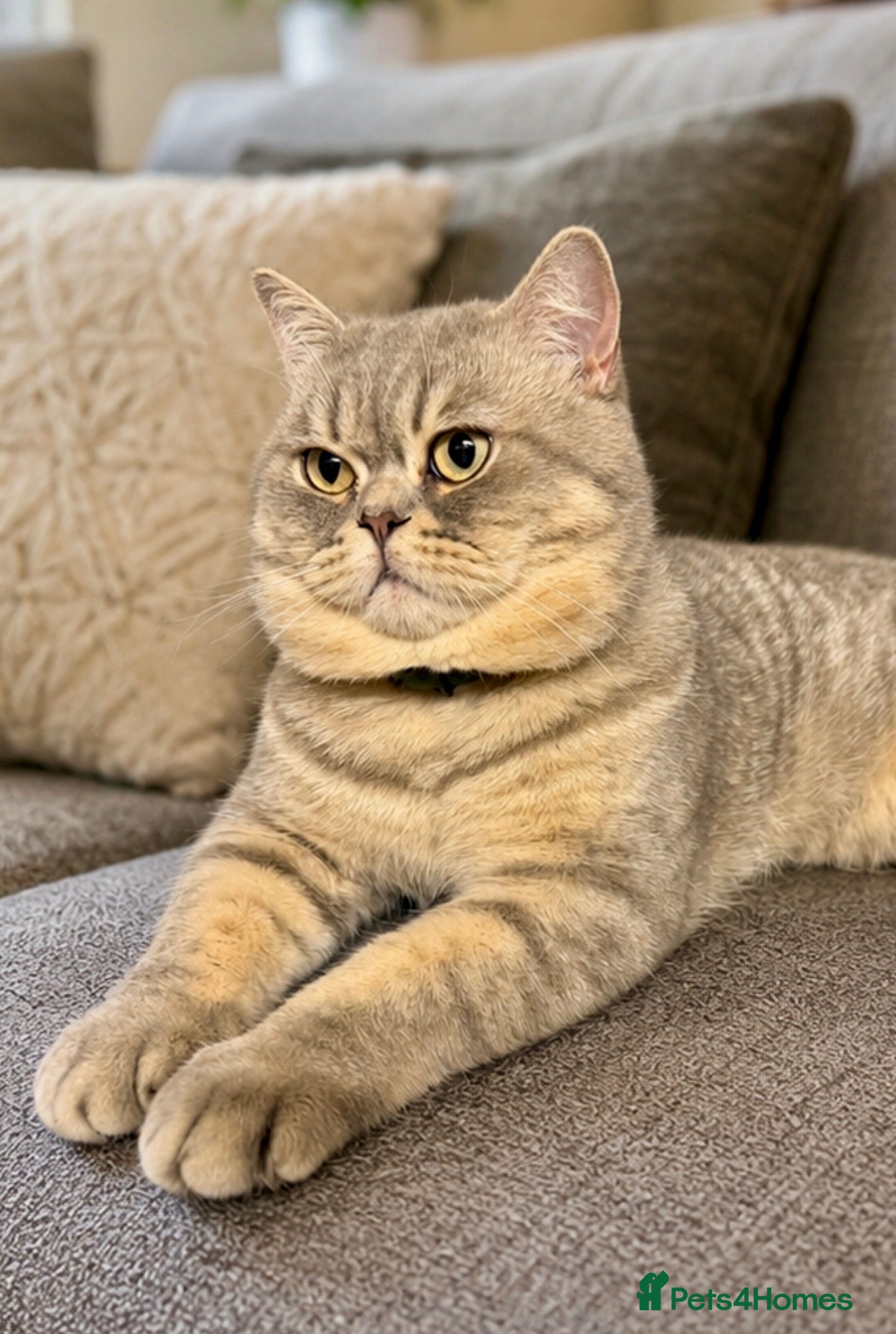 British Shorthair cats British blue male spotted tabby  - Advert 3