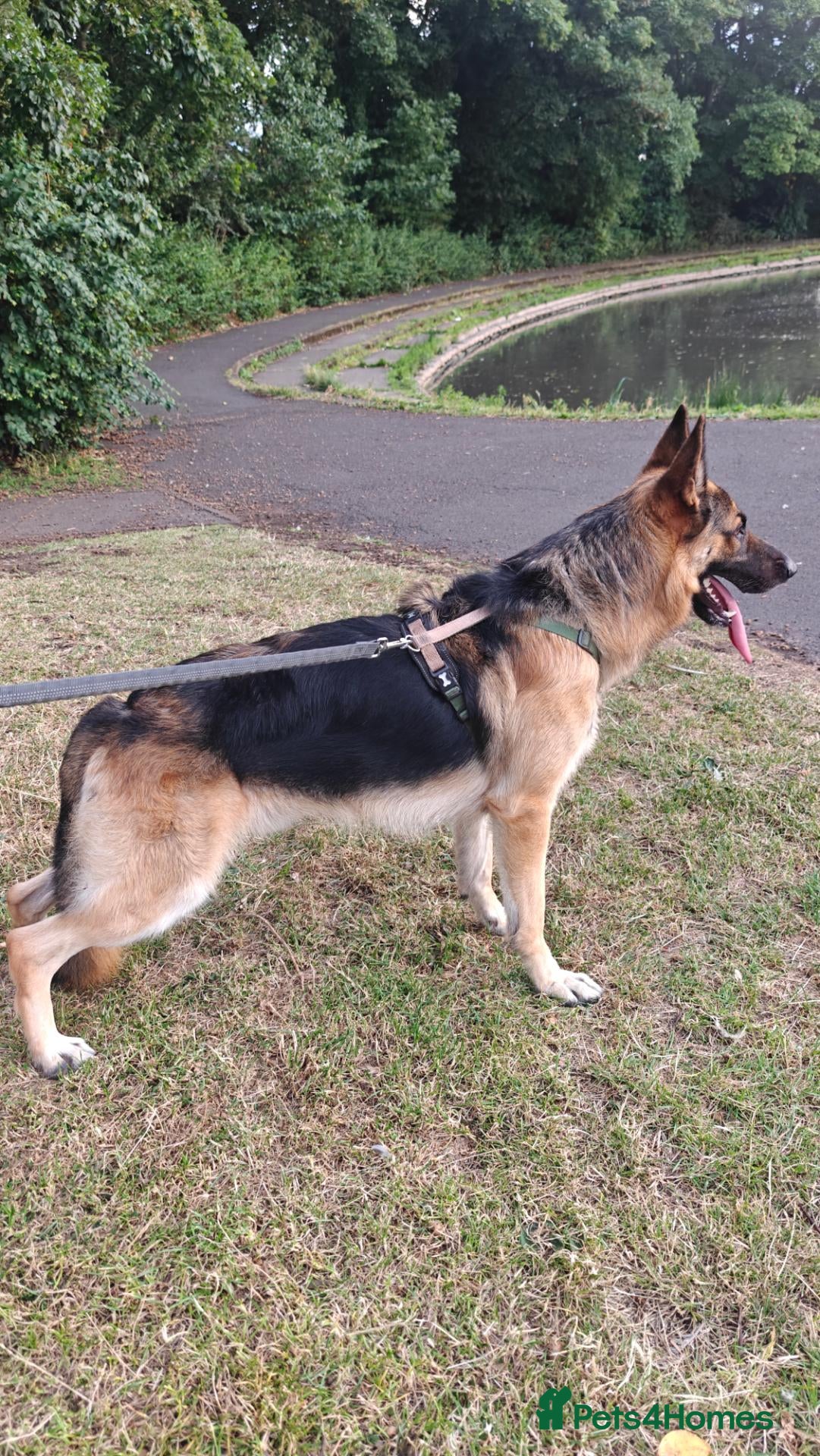 German Shepherd dogs Reluctant sale of my male German Shepherd - Advert 1
