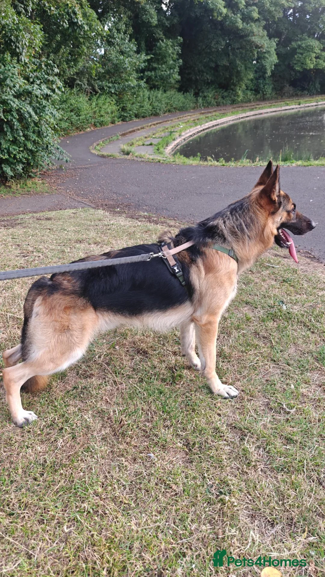 German Shepherd dogs for sale: Reluctant sale of my male German Shepherd - Advert 1