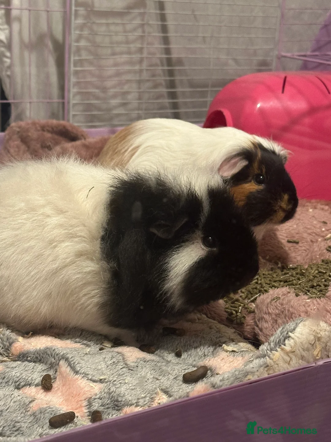 Guinea Pig rodents for sale: 2 female guinea pigs in Stockton-on-Tees - Advert 1