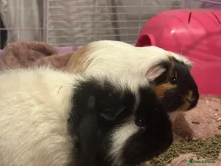 Guinea Pig rodents 2 female guinea pigs - Advert 1