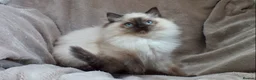 Ragdoll cats for sale: GCCF ACTIVE & PET KITTENS IMP CHAMPION BLOODLINES - Advert 29