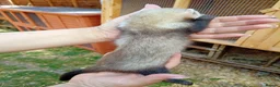 Ferret rodents for sale: Ferret hob kits in Hereford - Advert 3