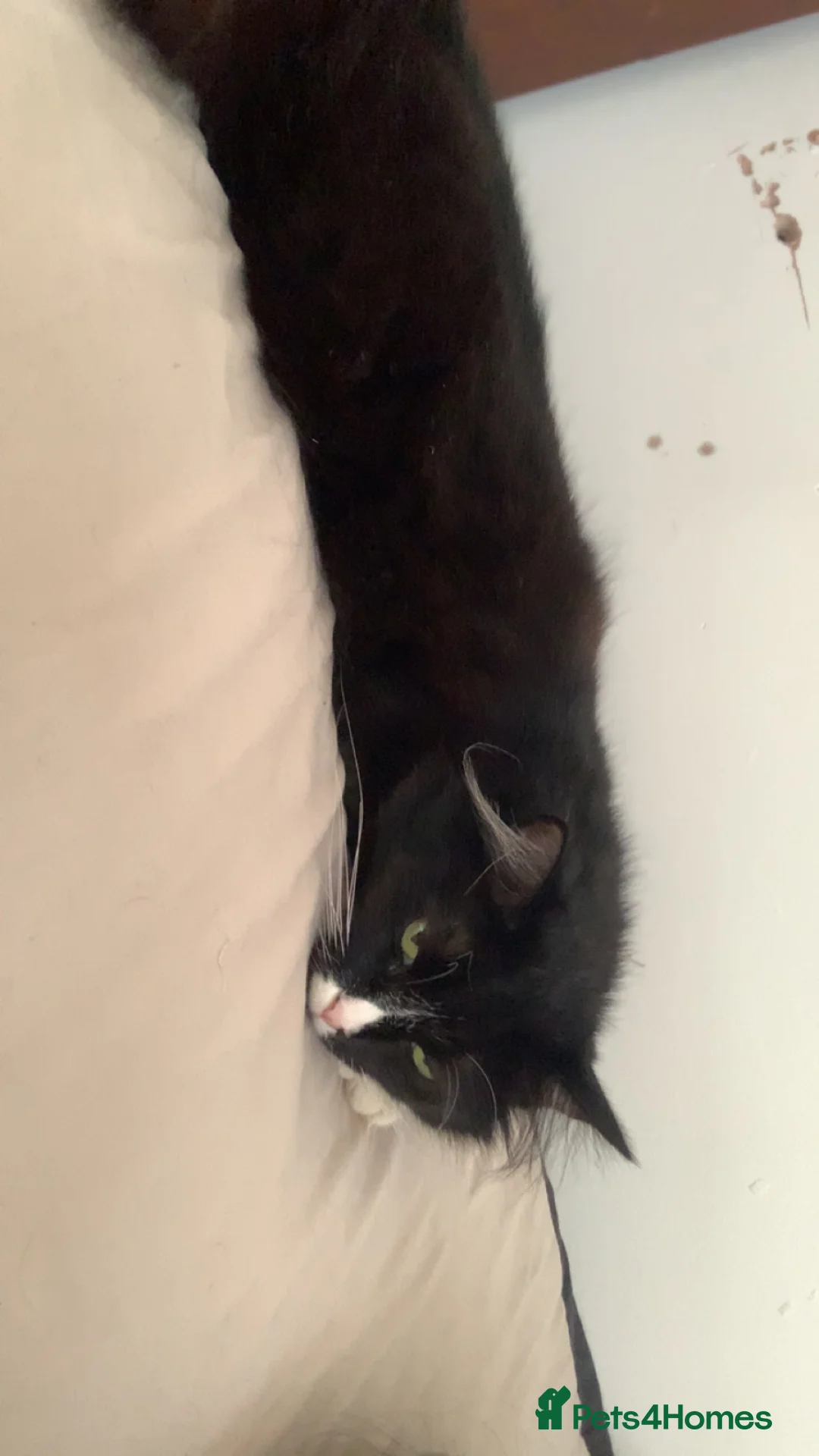 Mixed Breed cats for sale: FREE maincoone X domestic shorthair FREE - Advert 2
