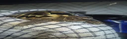 Hermann Tortoise reptiles for sale: Hermann tortoise with full setup in Grimsby - Advert 3