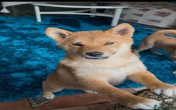 Japanese Shiba Inu dogs for sale: Last but not least beautiful Shiba  KC boy in Inverness - Image 38