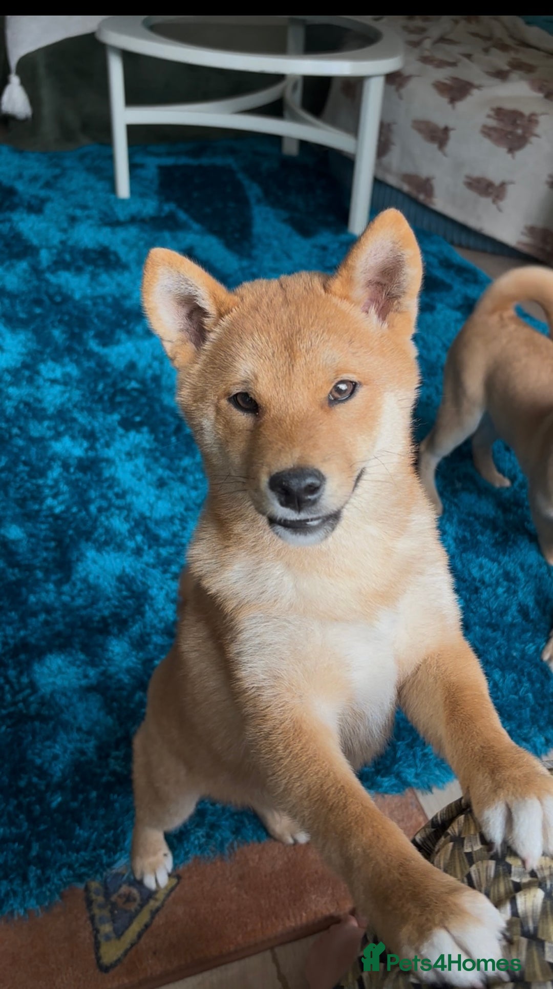 Japanese Shiba Inu dogs for sale: Last but not least beautiful Shiba  KC boy in Inverness - Image 38