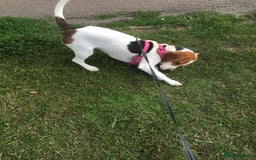 Beagle dogs for sale: Rehoming Roxy - Image 3