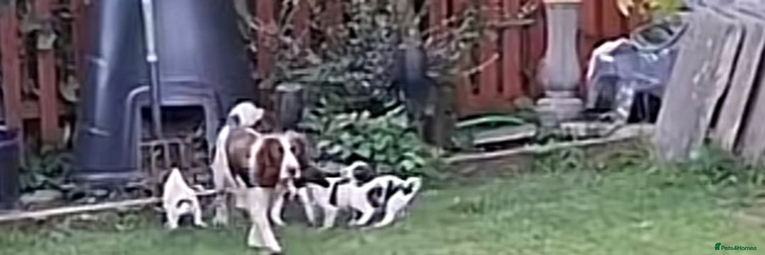 English Springer Spaniel dogs for sale: Springer spaniel  - Image 5