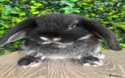 Mini Lop rabbits for sale: BEAUTIFUL BABY LOP BUNNIES  - Image 2