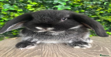 Mini Lop rabbits - Advert 1
