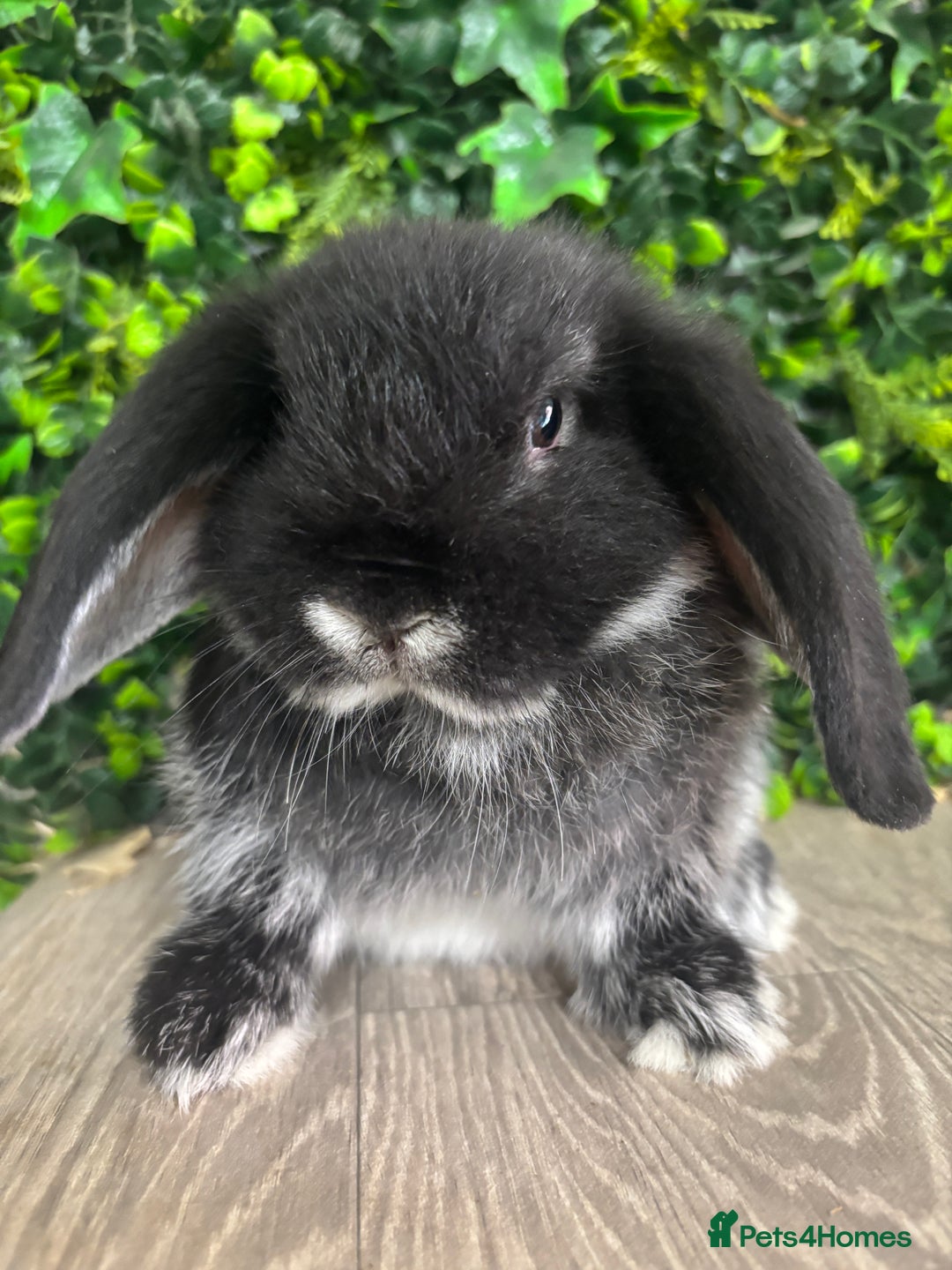 Mini Lop rabbits for sale: BEAUTIFUL BABY LOP BUNNIES  - Image 2