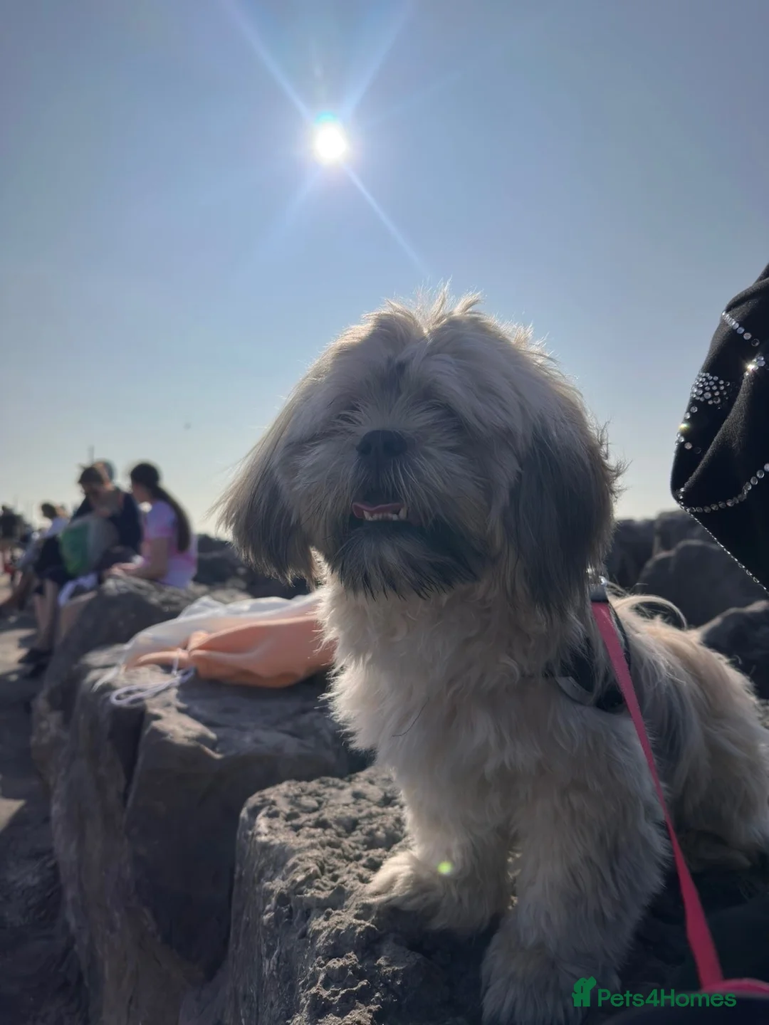 Shih Tzu dogs for stud: Mr Drake - Advert 2