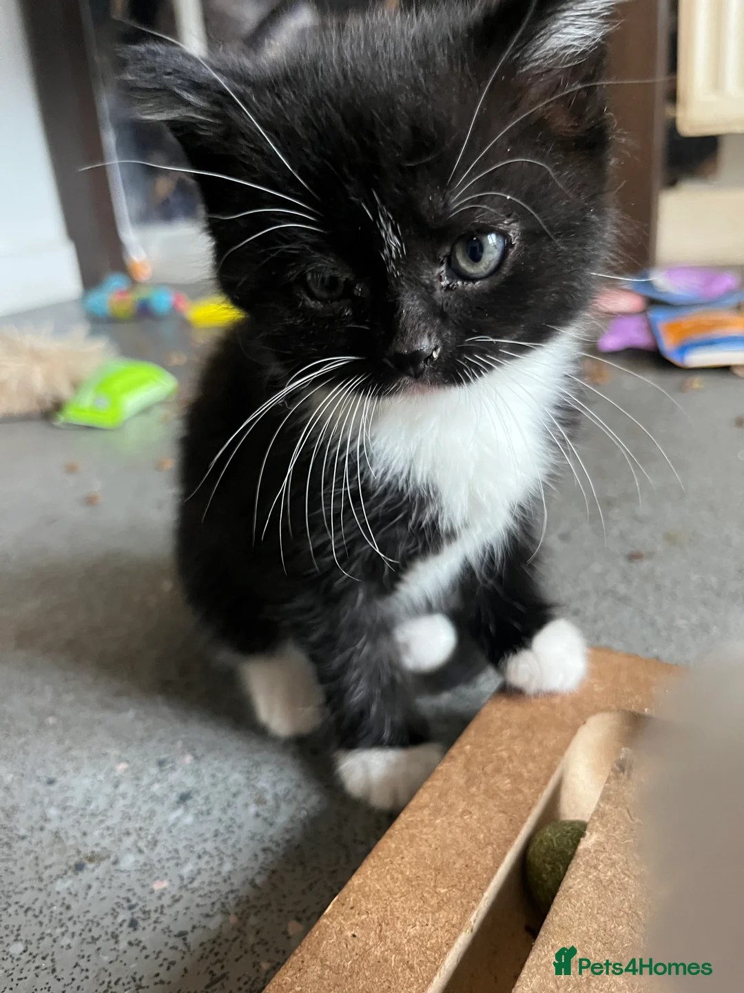 Mixed Breed cats for sale: Stunning Mixed Breed Tuxedo Female kittens - Advert 8