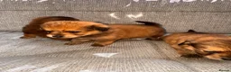 Mixed Breed dogs for sale: Pomeranian cross Jack Russell in Swadlincote - Advert 8