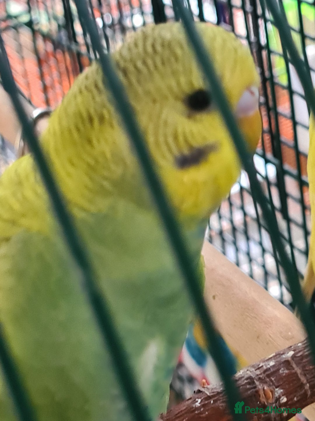 Budgerigars birds for sale: 2 X YOUNG BUDGIES WITH CAGE  - Image 4