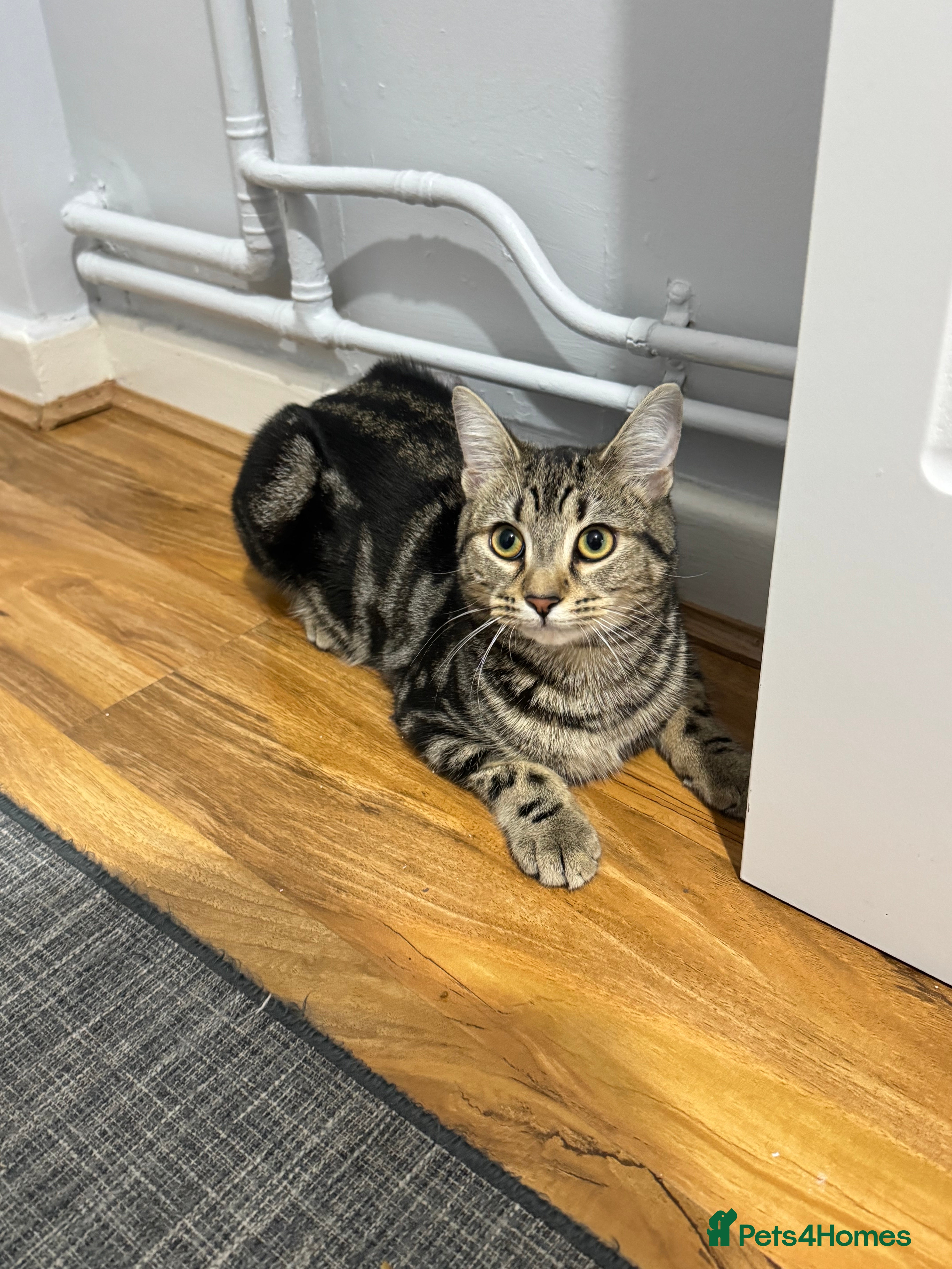 Mixed Breed cats 7 month female kitten for sale - Advert 14