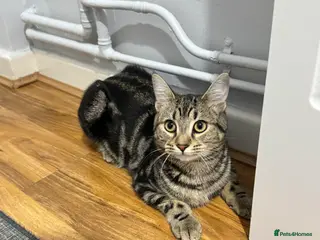 Mixed Breed cats 7 month female kitten for sale - Advert 1