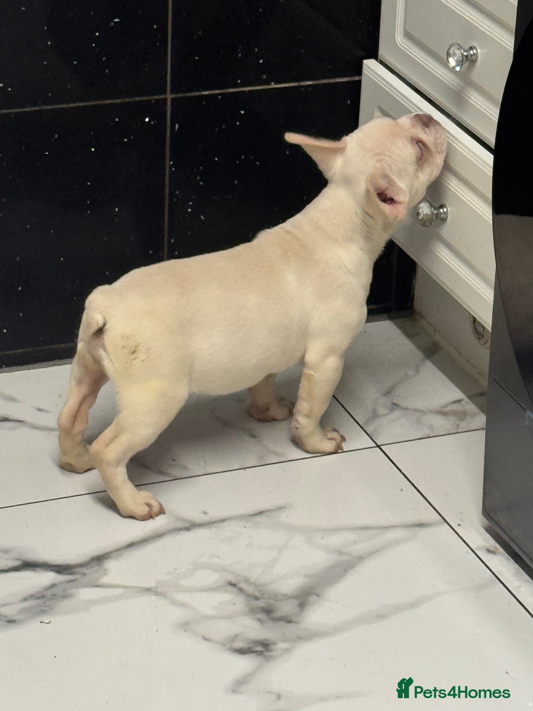 French Bulldog dogs for sale: Beautiful fluffy/ fluffy carrier Frenchie pups  - Advert 20