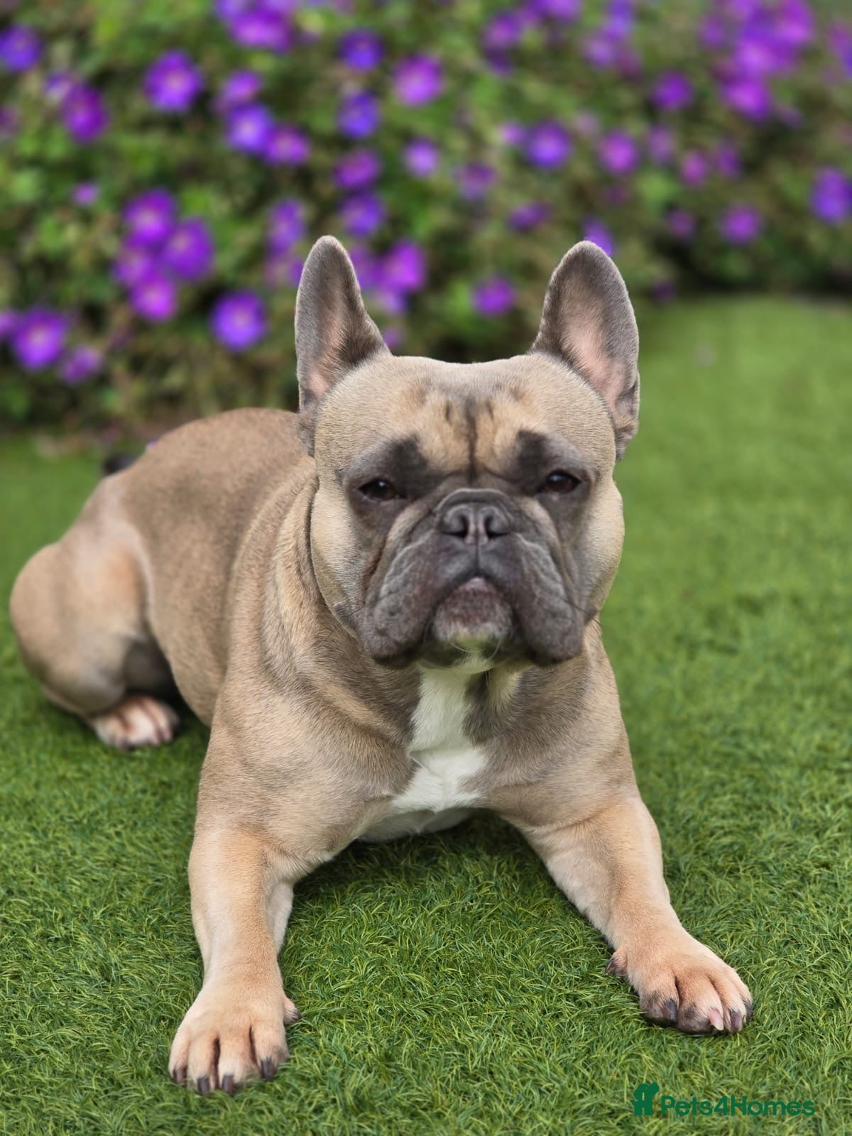 French Bulldog dogs Beautiful frenchie puppies  - Advert 1