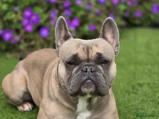 French Bulldog dogs Beautiful frenchie puppies - Advert 1