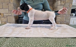 Pointer dogs for sale: 🪶 Pointer puppies 🪶 - Image 31