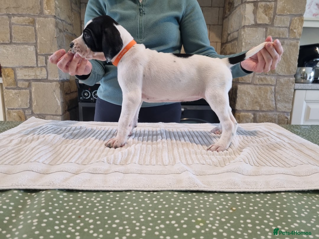 Pointer dogs for sale: 🪶 Pointer puppies 🪶 - Image 31