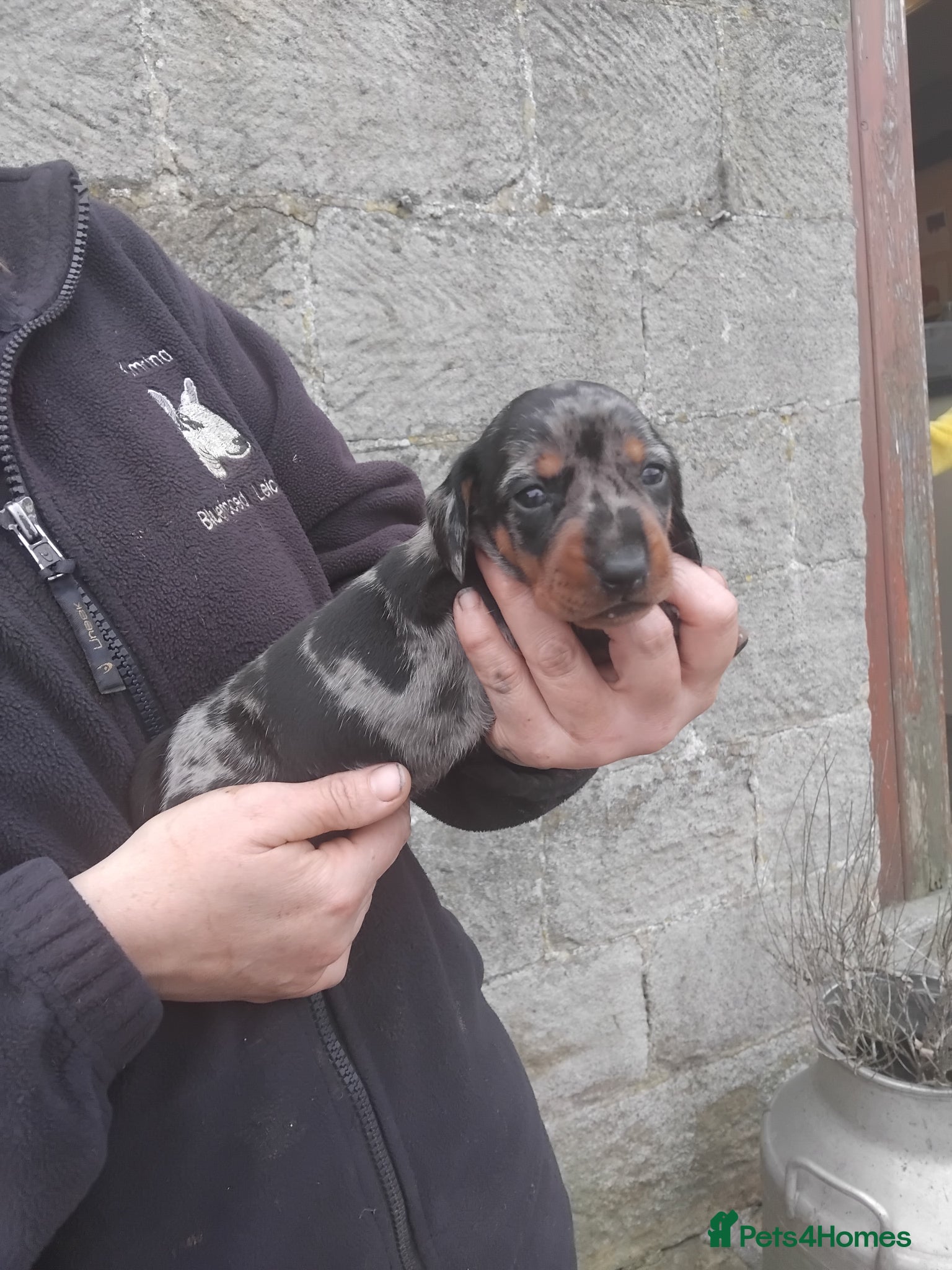 Miniature Dachshund dogs Miniature dachshund  - Advert 1