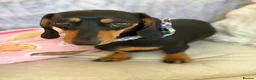 Miniature Dachshund dogs for sale: Miniature Dachshund  - Advert 4