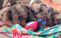 Miniature Dachshund dogs for sale: ❤️🐾💫 Outstanding Miniature Dachshunds 🐾❤️💫 - Image 17