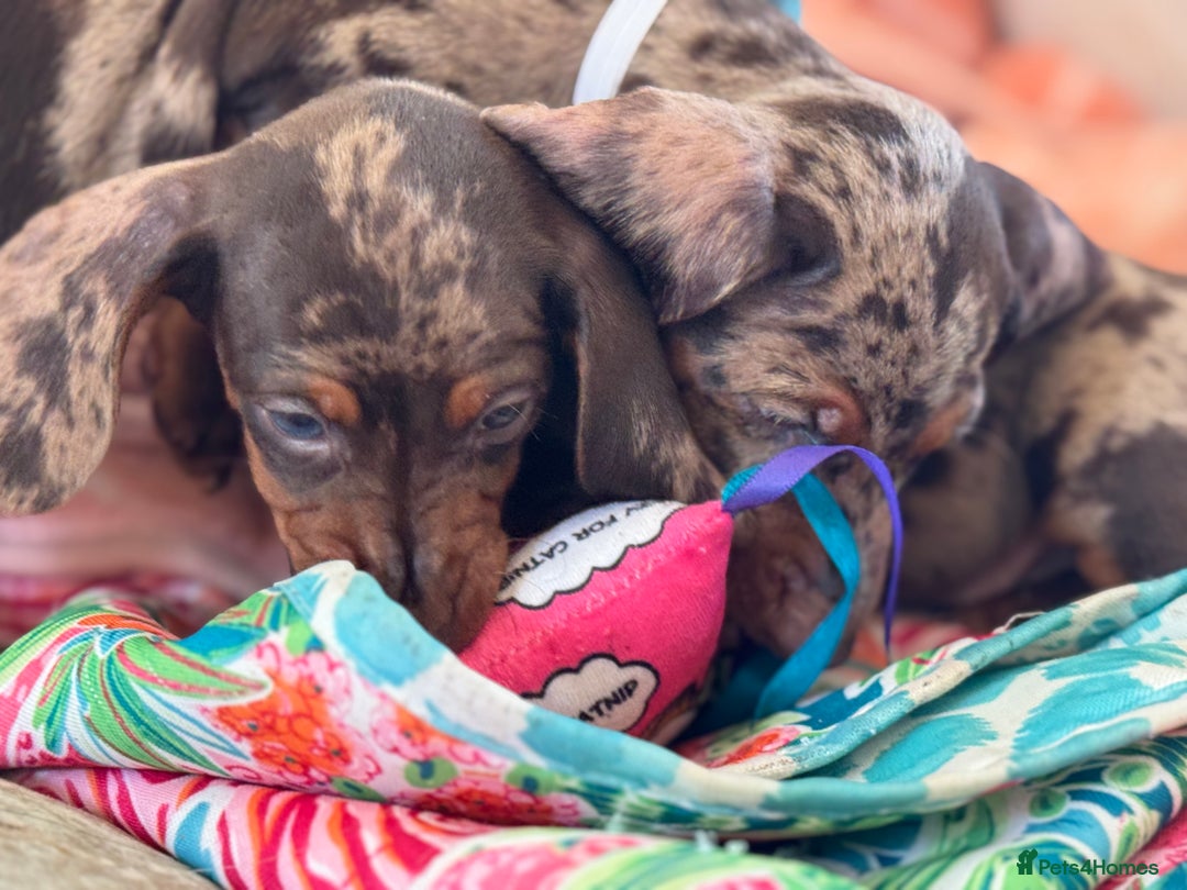 Miniature Dachshund dogs for sale: ❤️🐾💫 Outstanding Miniature Dachshunds 🐾❤️💫 - Image 17