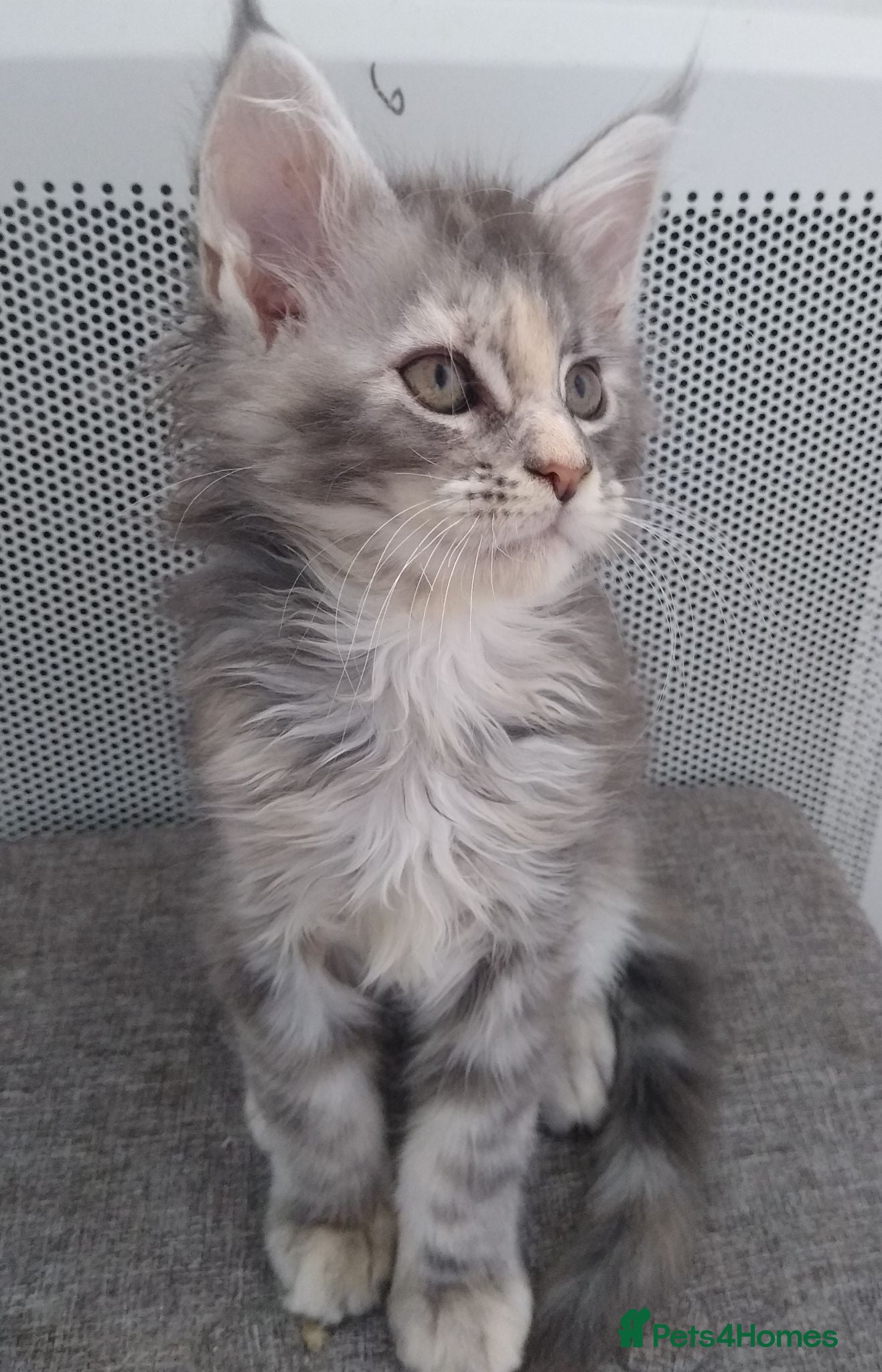Maine Coon cats Pure breed XXL Maine Coon kittens  - Advert 1