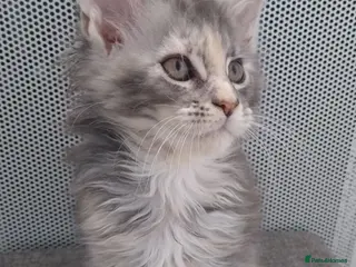 Maine Coon cats Pure breed XXL Maine Coon kittens - Advert 1