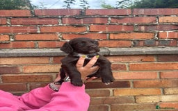 Cocker Spaniel dogs for sale: 3 male cocker spaniel pups  - Image 22