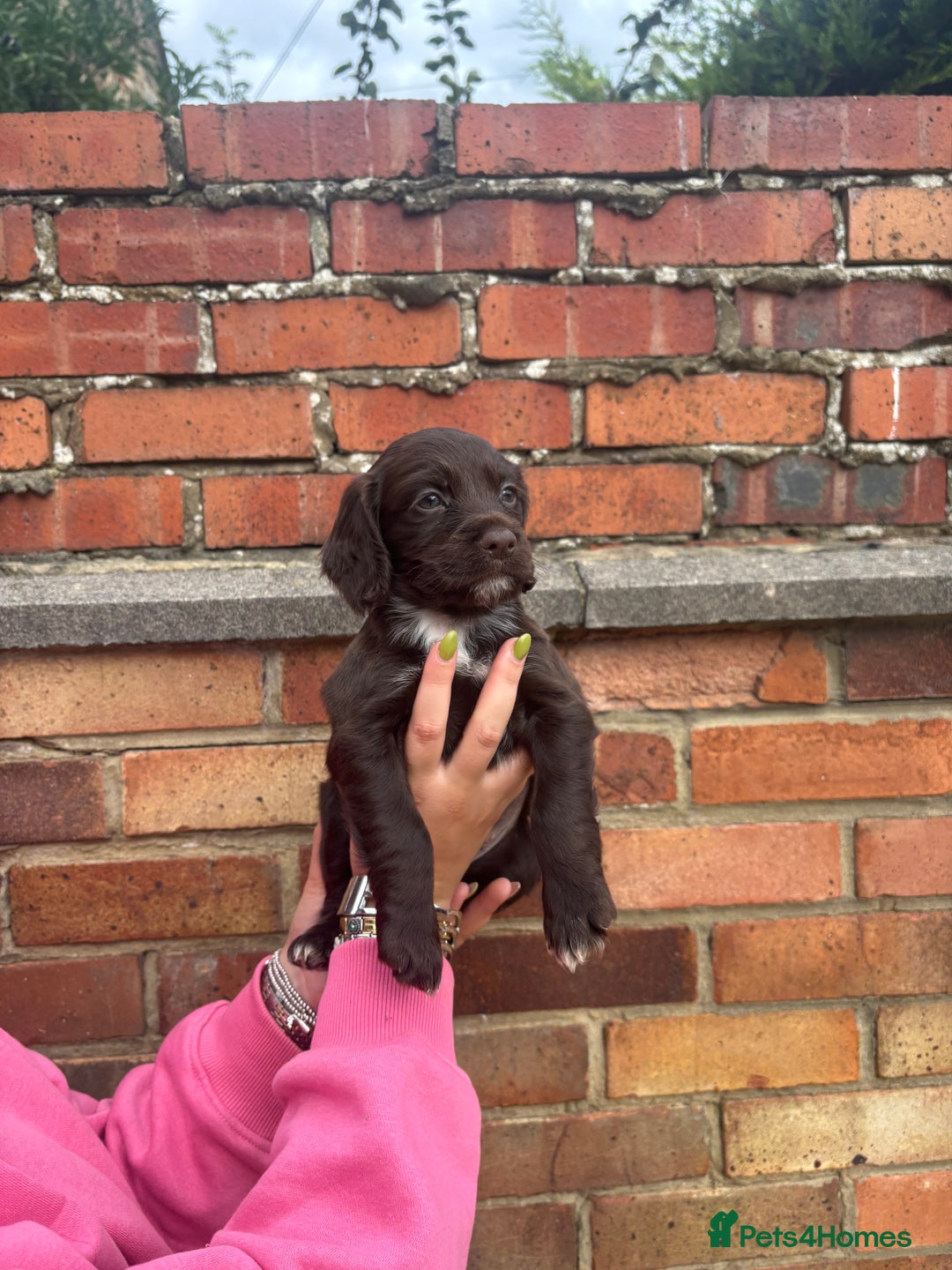 Cocker Spaniel dogs for sale: 3 male cocker spaniel pups  - Image 22