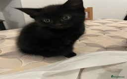 Mixed Breed cats for sale: Ready Now! - Loving and Playful kittens - Image 4