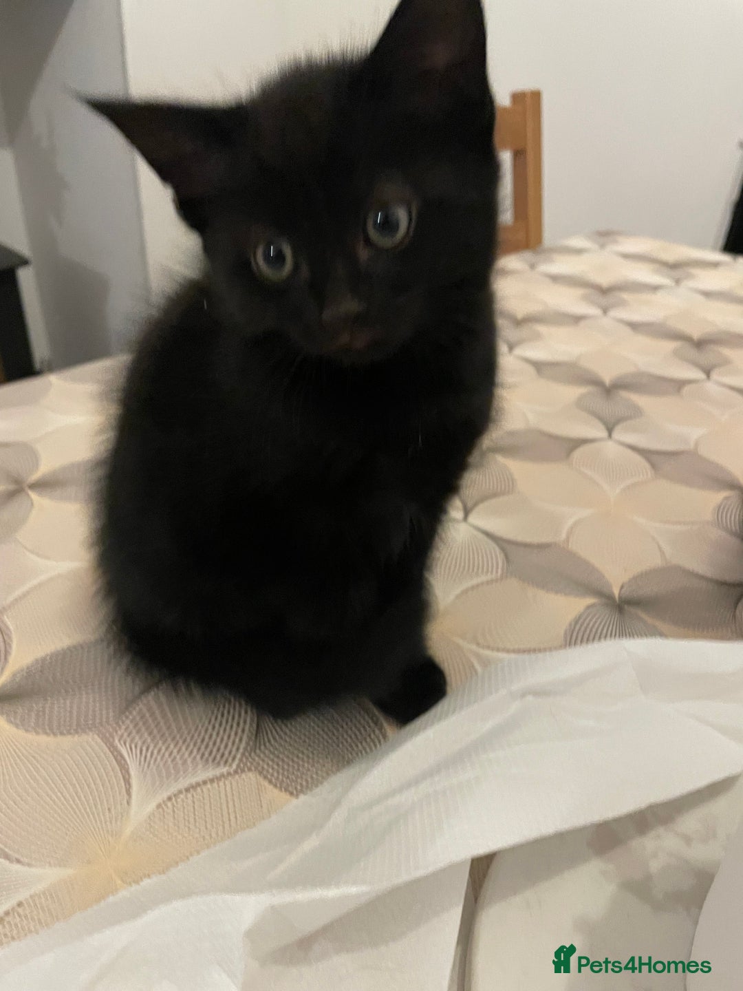 Mixed Breed cats for sale: Ready Now! - Loving and Playful kittens - Image 4