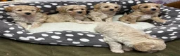 Maltipoo dogs for sale: Adorable maltipoos puppies  - Advert 9