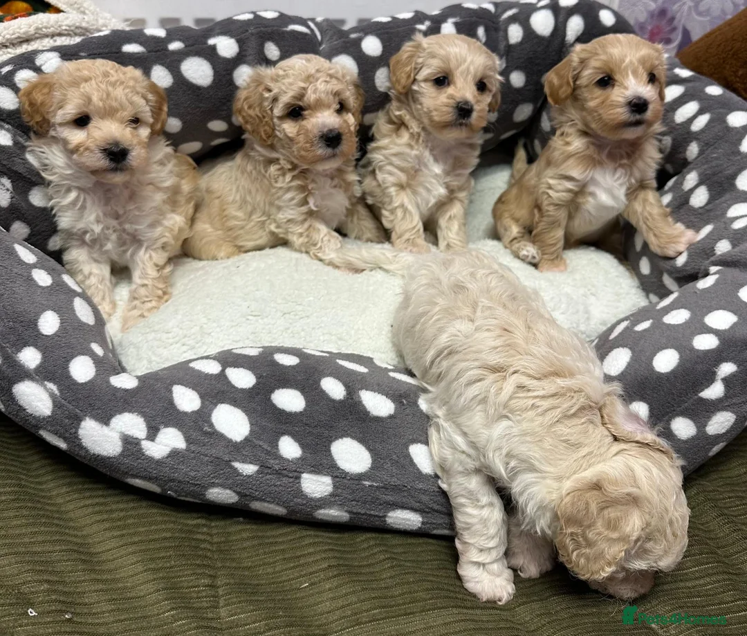 Maltipoo dogs for sale: Adorable maltipoos puppies  - Advert 9