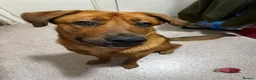 Mixed Breed dogs for sale: GERMAN SHEPHERD  ** TIFF in London - Advert 2