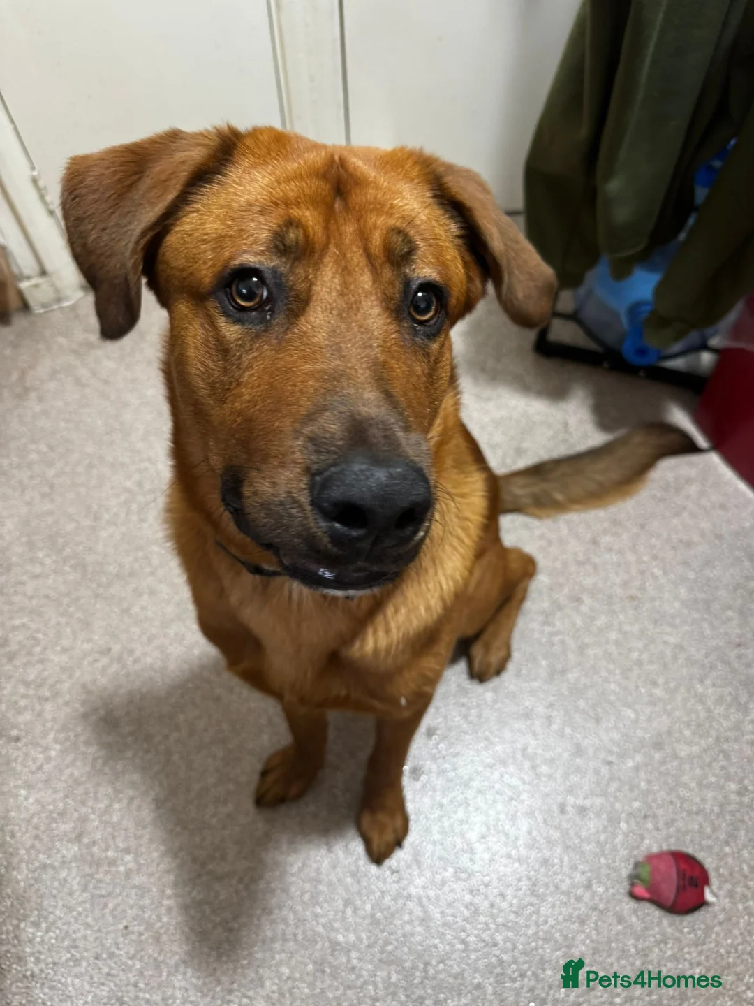 Mixed Breed dogs for sale: GERMAN SHEPHERD  ** TIFF in London - Advert 2