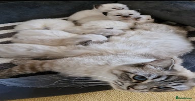 Ragdoll cats - Advert 10