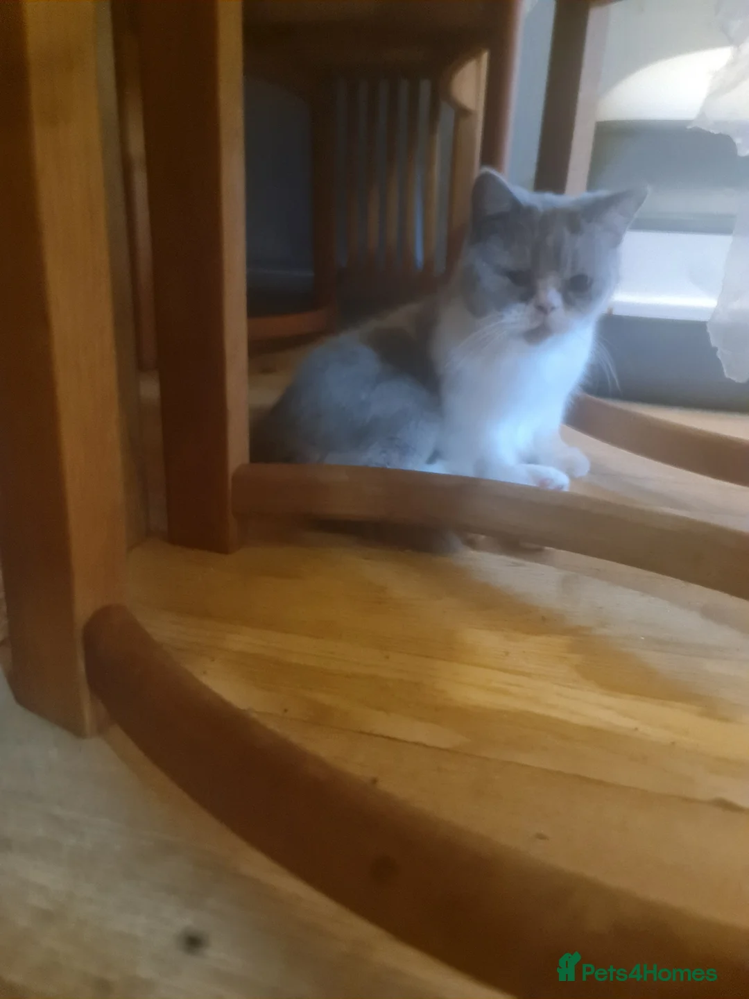 Brazilian Shorthair cats for sale: Sweet lilly for sweet home - Advert 3