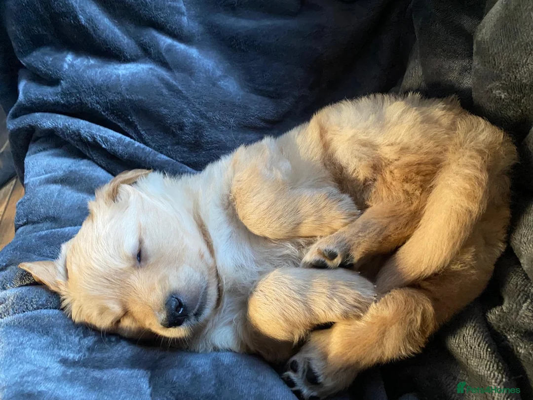 Mixed Breed dogs for sale: Golden shepherds - Advert 10