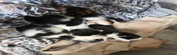 Mixed Breed cats for sale: Three Gorgeous Black & White Boys in Great Yarmouth - Advert 9