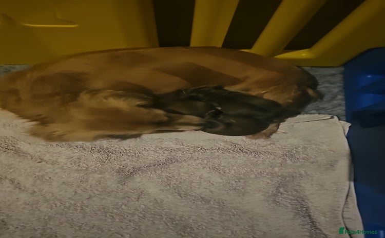 Miniature Dachshund dogs - Advert 2