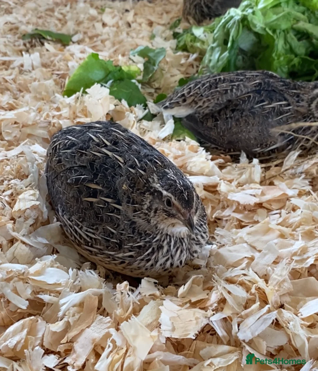 Quail poultry for sale: Coturnix Quail - Advert 1