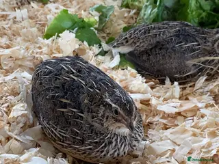 Quail poultry Coturnix Quail - Advert 5