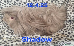 Guinea Pig rodents for sale: Rescue guinea pigs  - Image 3